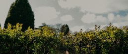 Gardens in adare manor pictures